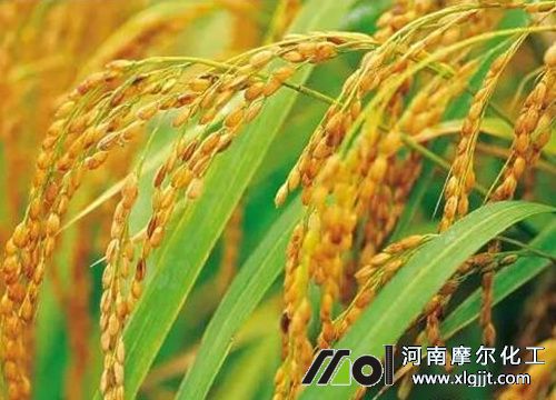 水稻葉面肥用法 水稻葉面肥用法