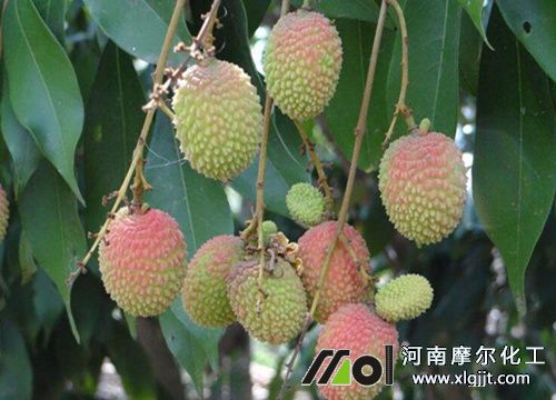 荔枝需肥特點(diǎn) 荔枝需肥特點(diǎn)
