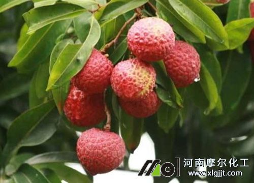 適合荔枝葉面肥 適合荔枝葉面肥