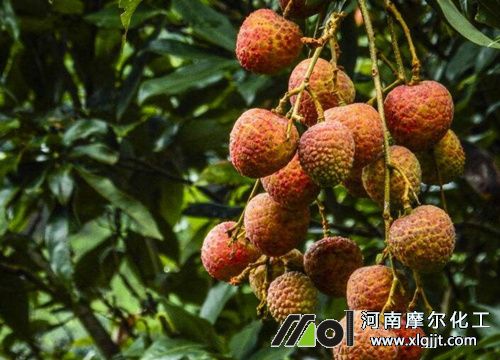 荔枝葉面肥噴施時(shí)間 荔枝葉面肥噴施時(shí)間