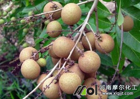 荔枝龍眼葉面肥選擇 荔枝龍眼葉面肥選擇