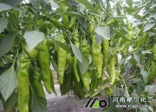 辣椒養(yǎng)分管理 辣椒養(yǎng)分管理