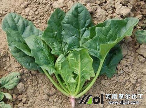 菠菜能打葉面肥 菠菜能打葉面肥