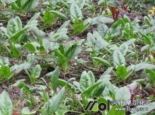 菠菜葉面肥用法 菠菜葉面肥用法