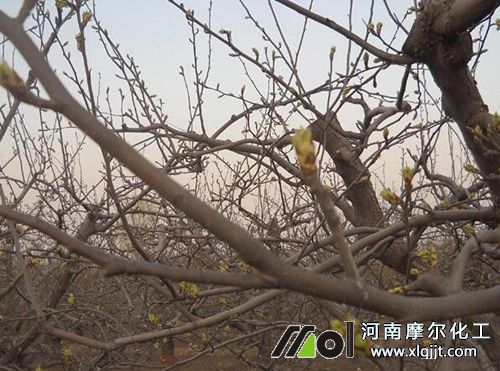 梨樹花芽期噴施葉面肥 梨樹花芽期噴施葉面肥