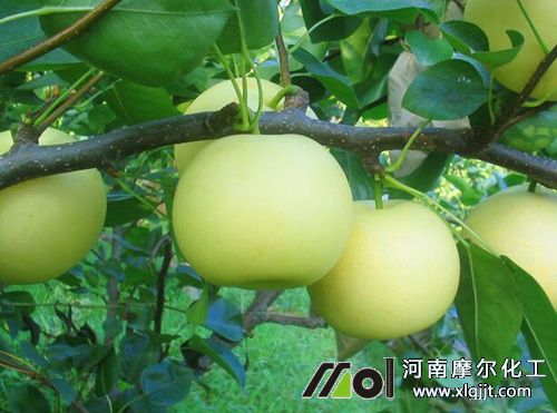 梨樹結(jié)果期噴施葉面肥 梨樹結(jié)果期噴施葉面肥