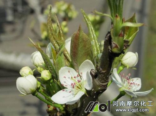 梨樹花前噴施葉面肥 梨樹花前噴施葉面肥