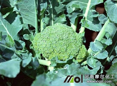 西蘭花需肥特點(diǎn) 西蘭花需肥特點(diǎn)