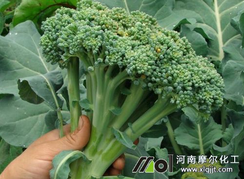 西蘭花施肥技術(shù) 西蘭花施肥技術(shù)