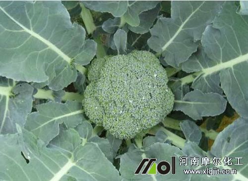 葉面肥用法 葉面肥用法