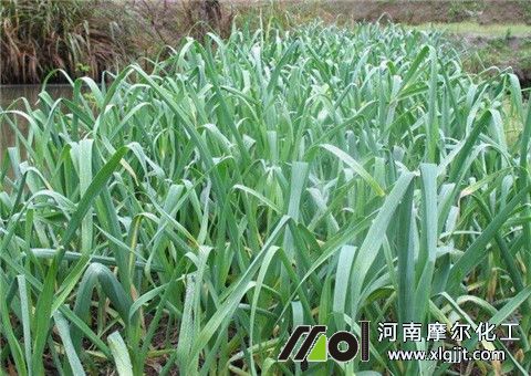 大蒜能打葉面肥 大蒜能打葉面肥