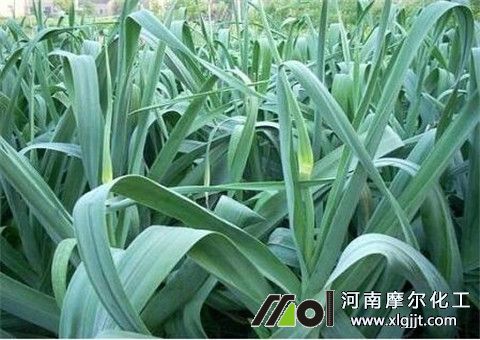 大蒜能打葉面肥 大蒜能打葉面肥