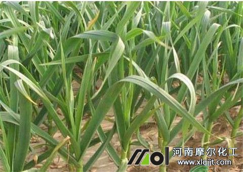 大蒜能打葉面肥 大蒜能打葉面肥