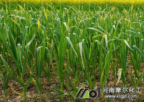 大蒜噴葉面肥時(shí)間 大蒜噴葉面肥時(shí)間