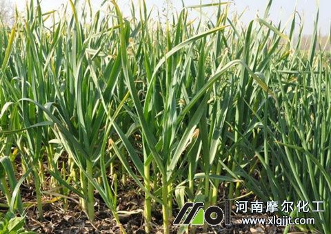 大蒜噴葉面肥時(shí)間 大蒜噴葉面肥時(shí)間