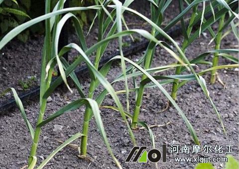 大蒜噴葉面肥時(shí)間 大蒜噴葉面肥時(shí)間