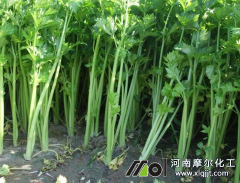 芹菜長高葉面肥 芹菜長高葉面肥