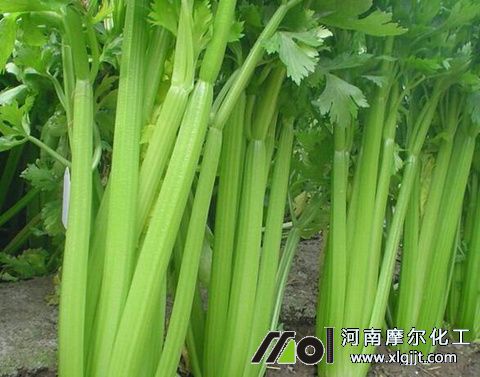 種芹菜用葉面肥效果 種芹菜用葉面肥效果