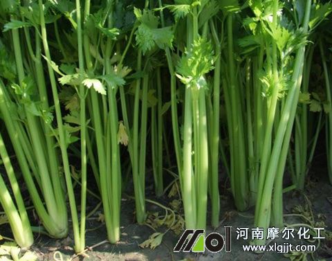 芹菜葉面肥使用次數(shù) 芹菜葉面肥使用次數(shù)