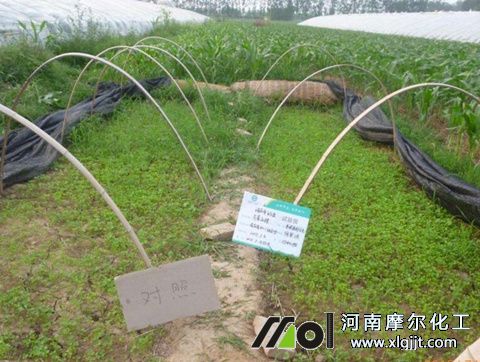 芹菜葉面施肥注意 芹菜葉面施肥注意