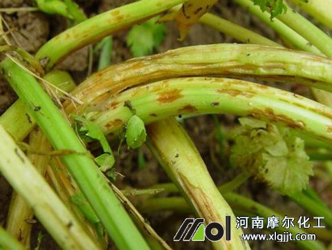 芹菜葉面施肥注意 芹菜葉面施肥注意
