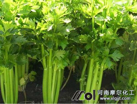 芹菜葉面施肥注意 芹菜葉面施肥注意