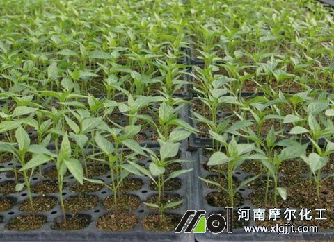 辣椒苗追肥時間 辣椒苗追肥時間