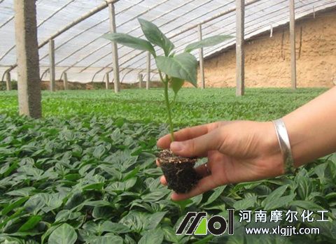 辣椒苗追肥時間 辣椒苗追肥時間