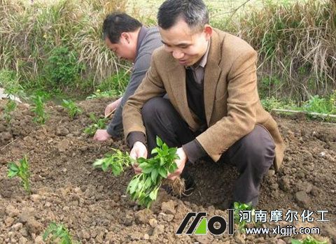 辣椒苗追肥時間 辣椒苗追肥時間