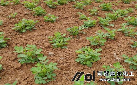 花生葉面肥選擇 花生葉面肥選擇