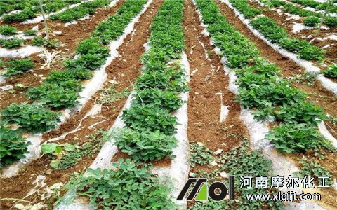 花生葉面肥選擇 花生葉面肥選擇
