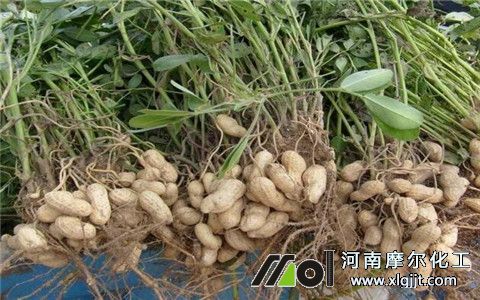 花生葉面肥選擇 花生葉面肥選擇