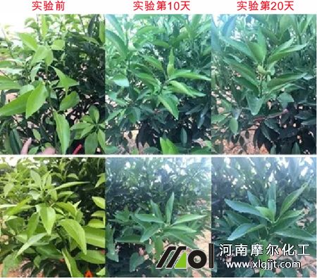 植物精油對(duì)作物好處 植物精油對(duì)作物好處