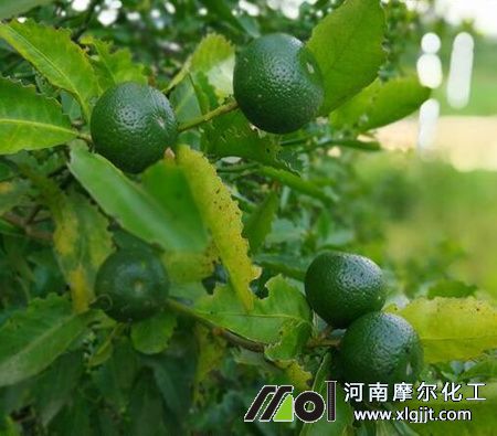 植物精油原料來源 植物精油原料來源