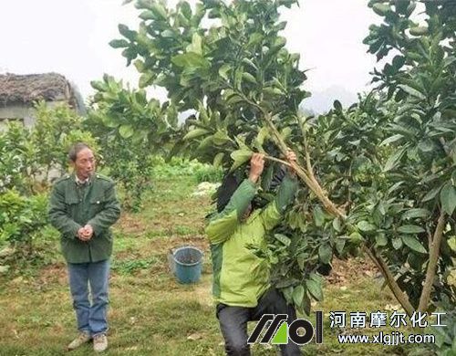 柑橘清園注意 柑橘清園注意