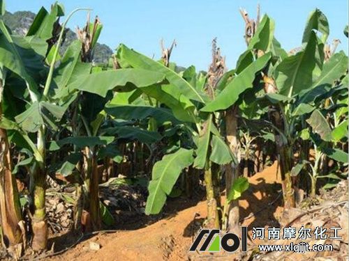 植物精油能用在香蕉上 植物精油能用在香蕉上