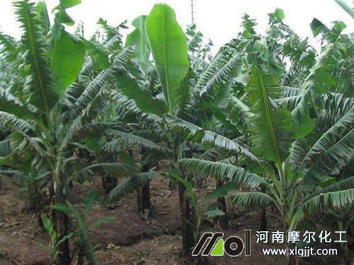 植物精油畝用量 植物精油畝用量