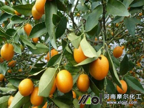 植物精油成分 植物精油成分