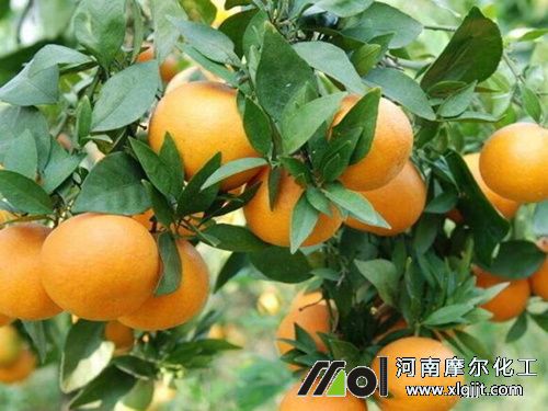 植物精油效果 植物精油效果