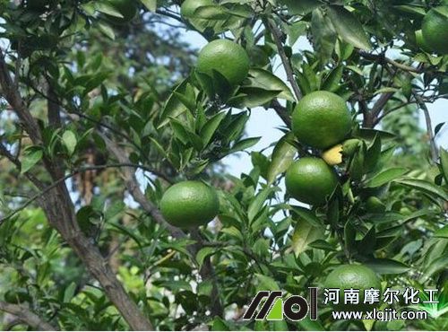 植物精油是什么 植物精油是什么