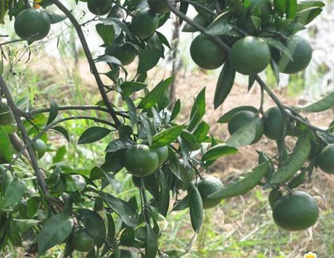 植物精油與除草劑混用 植物精油與除草劑混用
