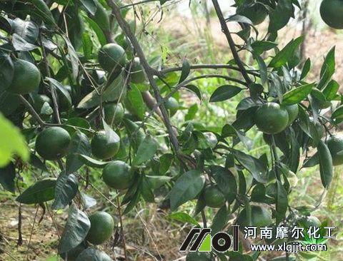 植物精油介紹 植物精油介紹