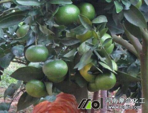 植物精油優(yōu)勢 植物精油優(yōu)勢