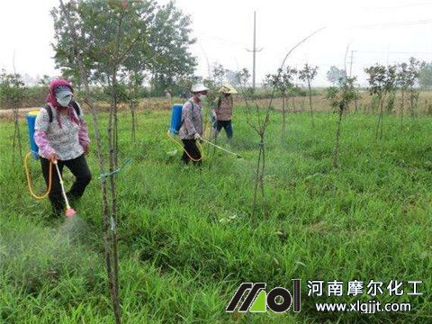 植物精油除草效果 植物精油除草效果