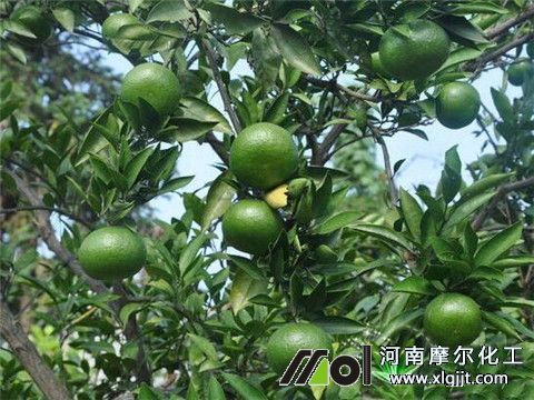 植物精油在茄子上增效效果 植物精油在茄子上增效效果