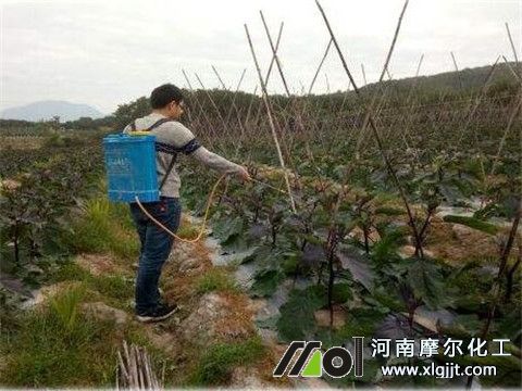 植物精油茄子能用 植物精油茄子能用