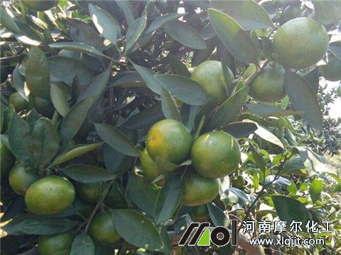 植物精油殺蟲機(jī)理 植物精油殺蟲機(jī)理