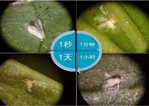 植物精油殺蟲效果 植物精油殺蟲效果