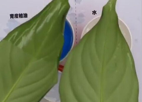 植物精油除草效果 植物精油除草效果