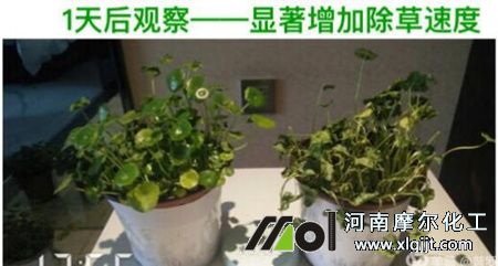 植物精油除草效果 植物精油除草效果